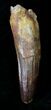 Large Spinosaurus Tooth - Composite Root #19610-1